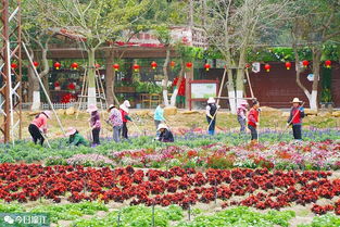 確保群眾祥和歡樂年 區(qū)領(lǐng)導(dǎo)赴九龍?zhí)渡鷳B(tài)園開展安全與環(huán)境檢查